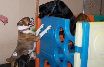 doggy daycare carmel|Carmel, IN